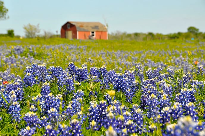 Discover The Best Things To Do In Texas In March With Texas Shuttle