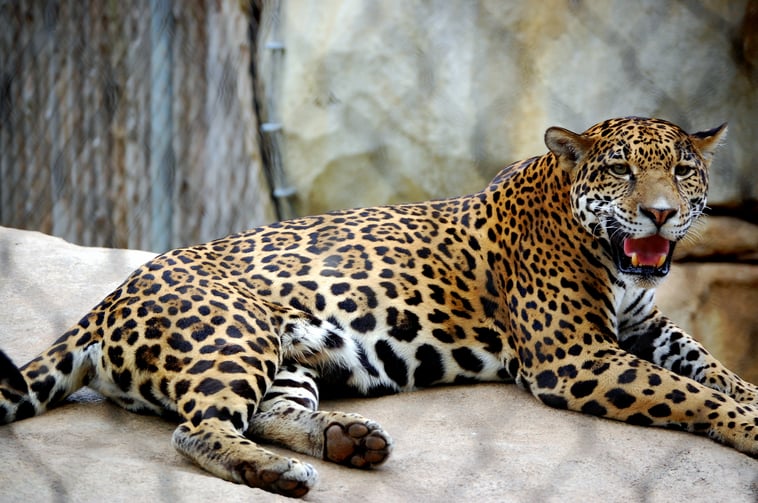 Travel Amongst The Thriller Creatures At Cameron Park Zoo With Texas Shuttle.