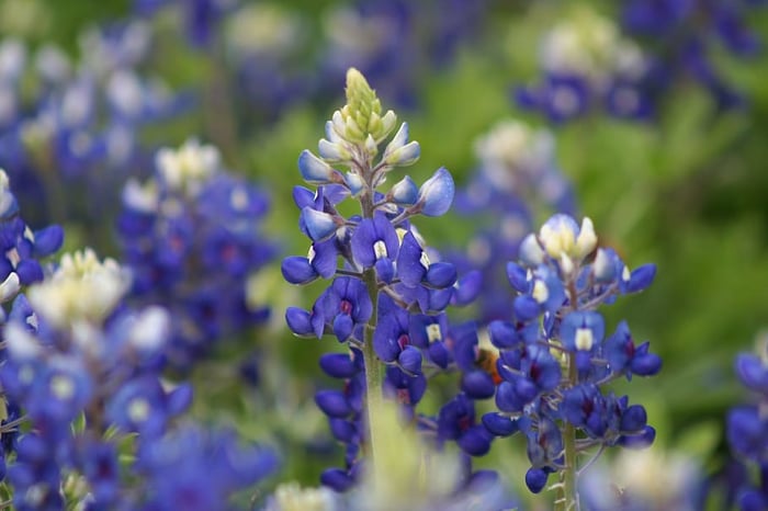 bluebonnets-texas-bluebonnets-spring-spring-bluebonnets